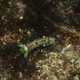 Smooth Mantis Shrimp