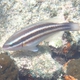 Princess Parrotfish (juvenile)