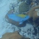 Blue Parrotfish (Juvenile)