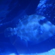 Blue Triggerfish (Juvenile)