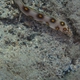 Gold-Spotted Eel