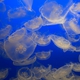 Pacific Moon Jelly