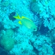 Blue-spotted Spinefoot