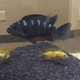 Bumblebee Cichlid