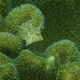 Radial Filefish