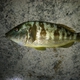 Spotted Sand Bass