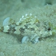 Madeira Rockfish