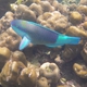 Pacific Bullethead Parrotfish