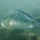 Blackspot Tuskfish