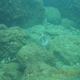 Threadsail Filefish