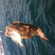 Gulf Toadfish