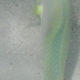 Pastel-green Wrasse