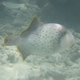 Yellowmargin Triggerfish (Juvenile)