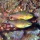Spotnape Cardinalfish