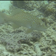 Spotted Coral Grouper