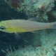 Short-tooth Cardinalfish