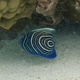 Emperor Angelfish (Juvenile)