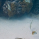 Vagabond Butterflyfish