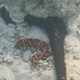 Tigertail Sea Cucumber