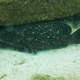 Whitespotted Grouper