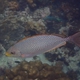 Java Rabbitfish