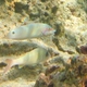 Island Goatfish