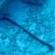 Snakefish Sea Cucumber