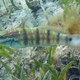 Butterfly Goby