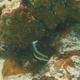 Threeband Pennantfish