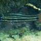 Cook's Cardinalfish