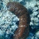 White-spotted Sea Cucumber