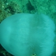 Rootmouth Jellyfish