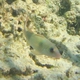 Island Goatfish