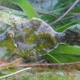 Wedgetail Filefish