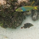 Yellow-brown Wrasse