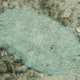 Finless Sole