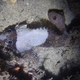 Shortfin Scorpionfish