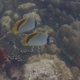 Lined Butterflyfish