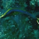 Bluestripe Pipefish