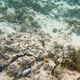 Yellow Boxfish (Juvenile)