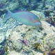Candelomoa Parrotfish