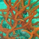 Corals of Malaysia