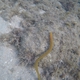 Key Worm Eel