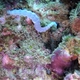 Lion's Paw Sea Cucumber