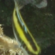 Wrasse Blenny