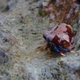 Tricolor Hermit Crab