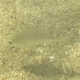 Okinawan Yellowfin Seabream