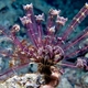 Long-arm Feather Star