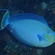 Bignose Unicornfish