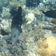 Daisy Parrotfish